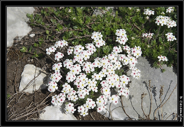 Androsace naine.jpg - Androsace naine